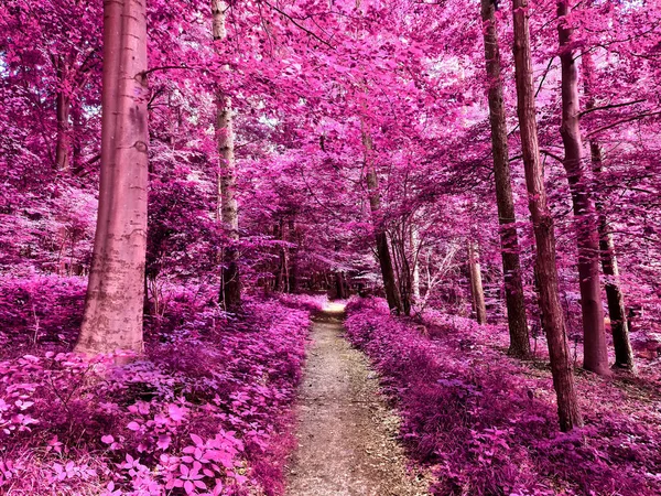 Hermoso Panorama Infrarrojo Rosa Púrpura Paisaje Rural Con Cielo Azul —  Fotos de Stock