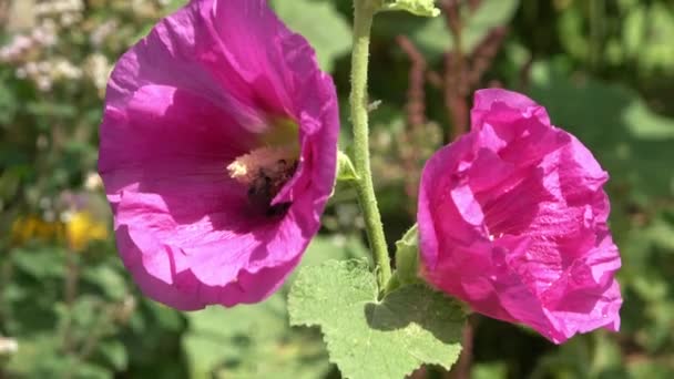 Polinização Uma Abelha Procura Néctar Uma Cabeça Flor Rosa — Vídeo de Stock