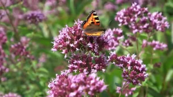 ピンクの花で赤いニンファロイド蝶蜜を探しています — ストック動画