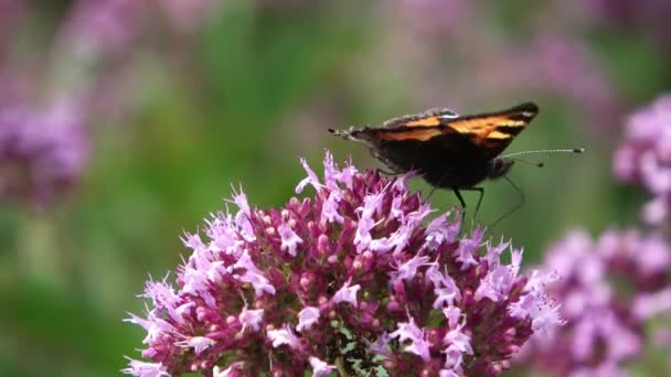Červená Nymfalidae Motýl Růžové Květy Hledají Nektar — Stock video