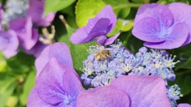 Pembe ve mor bir çiçekte bal arayan yaban arısı.