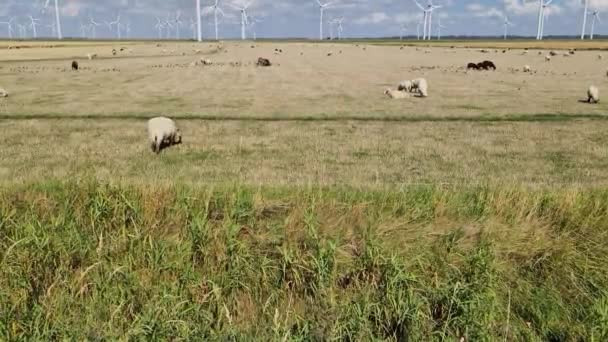 Panoramisch Uitzicht Schapen Voor Alternatieve Energie Windmolens — Stockvideo