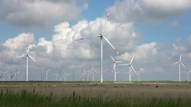 Panoramisch Uitzicht Schapen Voor Alternatieve Energie Windmolens — Stockvideo