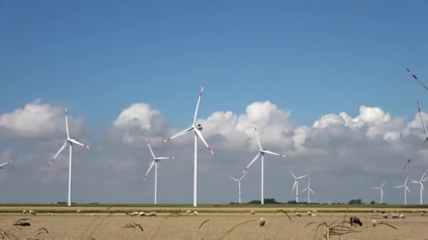 Panoramautsikt Över Får Framför Alternativa Energivindkraftverk — Stockvideo