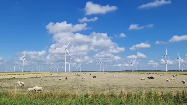 Panoramautsikt Över Får Framför Alternativa Energivindkraftverk — Stockvideo