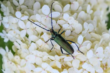 Beyaz bir çiçekte yeşil uzun boynuzlu böcek