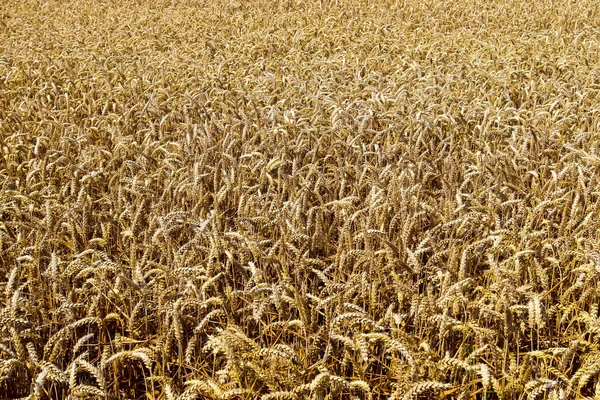 Summer View Agricultural Crop Wheat Fields Ready Harvesting — Stock Photo, Image