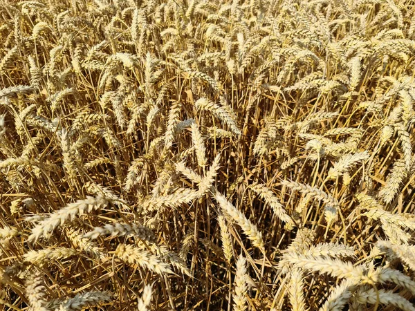 収穫の準備ができている農業作物や小麦畑の夏の景色 — ストック写真