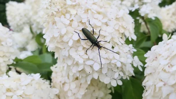 一只绿色的长角甲虫坐在一朵白花上 — 图库视频影像