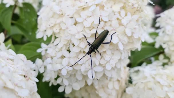 Beyaz Bir Çiçekte Oturan Yeşil Uzun Boynuzlu Böcek — Stok video