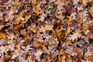 Arkaplan ya da dokular için renkli sonbahar yaprakları