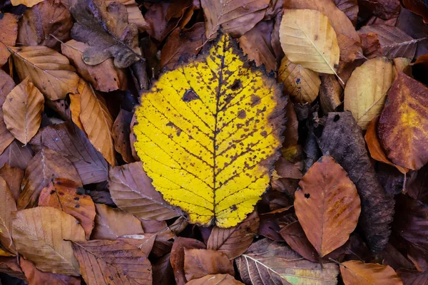 Bunte Herbstblätter Für Hintergründe Oder Texturen — Stockfoto