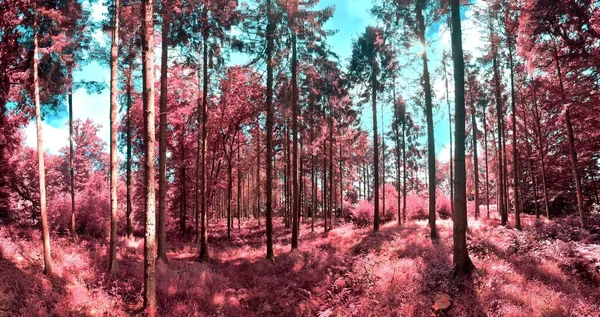 Красива Рожева Фіолетова Інфрачервона Панорама Заміського Ландшафту Блакитним Небом — стокове фото