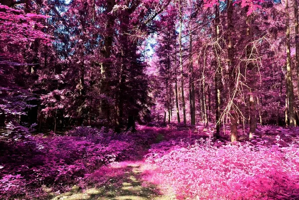 Hermoso Panorama Infrarrojo Rosa Púrpura Paisaje Rural Con Cielo Azul —  Fotos de Stock