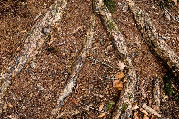 Detailní Pohled Zblízka Lesní Strukturu Mechem Větvemi Nalezenými Evropském Lese — Stock fotografie