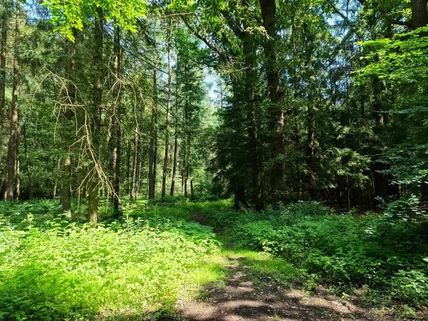 Beautiful View Dense Green Forest Bright Sunlight Casting Deep Shadows Stock Picture