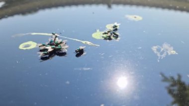 Lucilia sericata. Metalik bir arabanın çatısında bir sürü yeşil sinek uçuşuyor..