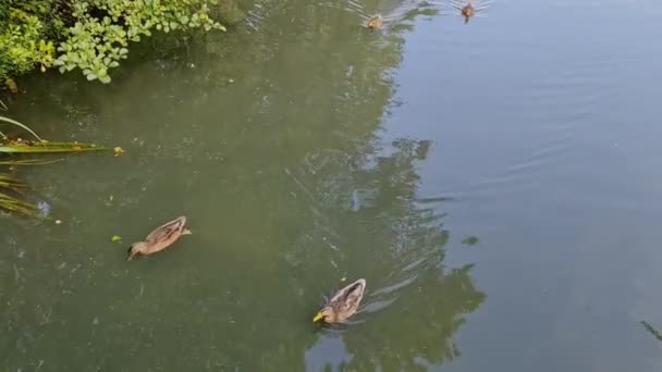 Canards Multiples Nageant Dans Lac Depuis Pont — Video