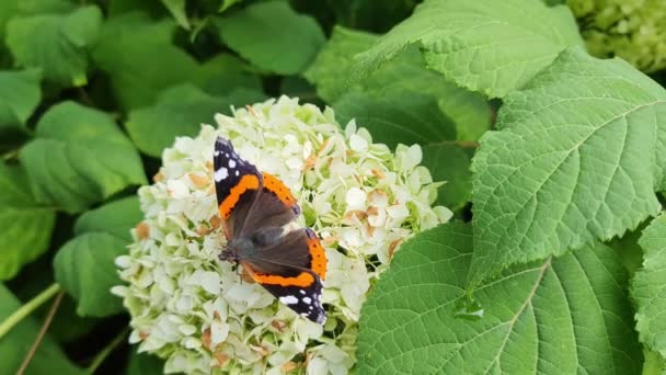 Červený Admirál Butterfly Vanessa Atalanta Sedí Bílé Květině — Stock video