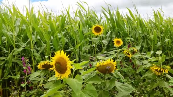 曇りの日に作物畑の前で美しい黄色のひまわり — ストック動画