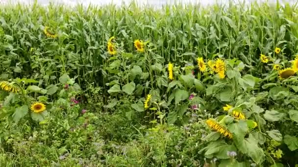 Beau Tournesol Jaune Devant Champ Cultures Par Une Journée Nuageuse — Video