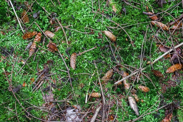 Detailed close up view on a forest ground texture with moss and branches found in a european forest