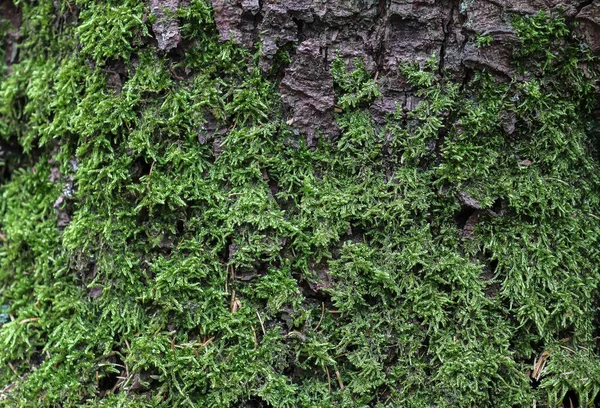 Vista Detalhada Perto Sobre Uma Textura Solo Florestal Com Musgo — Fotografia de Stock