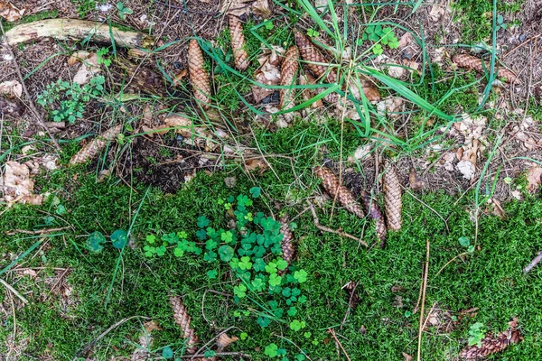 ヨーロッパの森の中にある苔と枝で森の地面のテクスチャを詳しく見る — ストック写真