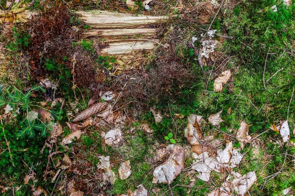 Detaljerad Närbild Skogsmarksstruktur Med Mossa Och Grenar Som Finns Europeisk — Stockfoto