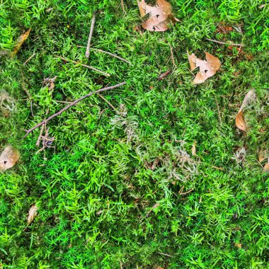 Yüksek çözünürlüklü yosun ve fındıklı bir orman zemininin kusursuz dokusu.