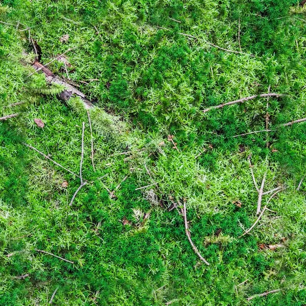 Textura Sem Costura Alta Resolução Solo Florestal Com Musgo Nozes — Fotografia de Stock