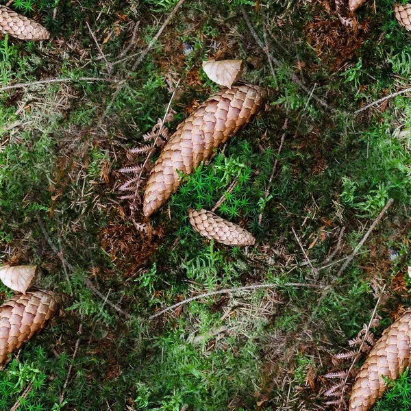 Yüksek Çözünürlüklü Yosun Fındıklı Bir Orman Zemininin Kusursuz Dokusu — Stok fotoğraf