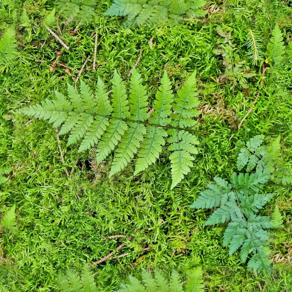 Högupplöst Sömlös Textur Skogsmark Med Mossa Och Nötter — Stockfoto