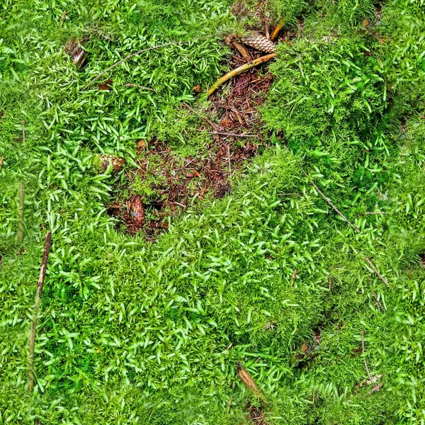 Hochauflösende Nahtlose Textur Eines Waldbodens Mit Moos Und Nüssen — Stockfoto