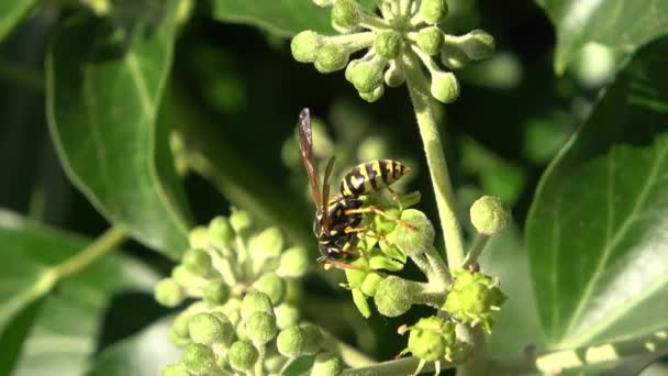 近距离观察黄蜂在阳光下寻找常绿常春藤植物的花蜜 — 图库视频影像