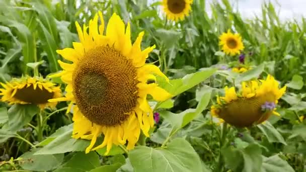 Schöne Gelbe Sonnenblumen Vor Einem Getreidefeld Einem Bewölkten Tag — Stockvideo