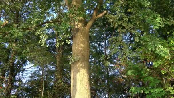 Vista Bosque Verde Con Luz Del Sol Reflejada Por Las — Vídeos de Stock