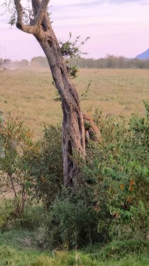 Leopard hiding behind a tree, blending into the surrounding bushes and dry grass of the African savanna, waiting for prey