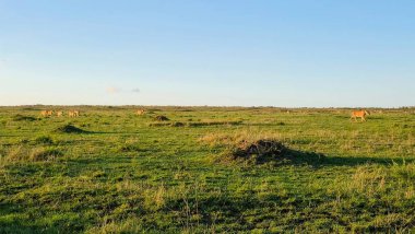 Pride of lionesses walking across the vast African savanna at sunset. Wild animals in their natural habitat