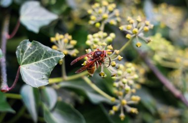 Hornet resting on delicate yellow ivy blossoms, collecting nectar. Green leaves frame the vibrant natural scene