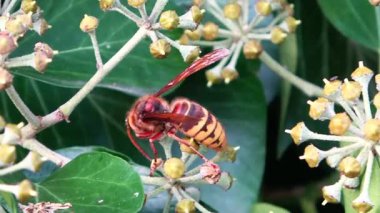 Macro view of a European hornet, Vespa crabro, moving on an English ivy plant. The insect is foraging and pollinating the flowers