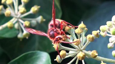 Macro view of a red hornet - Vespa crabro - feeding on the nectar of common ivy flowers. The insect moves across the plant buds