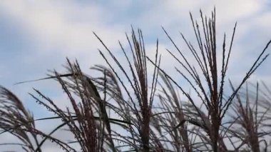 Feathery pampas grass gently swaying in the breeze on a cloudy day. Beautiful natural background showing the movement of ornamental plants