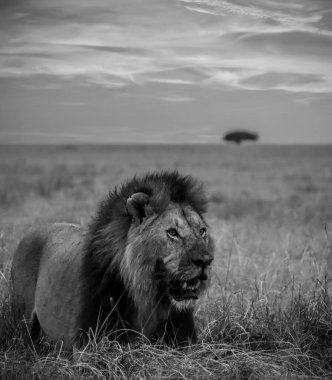 Güneş batarken Afrika savanasının yüksek çimlerinde yürüyen görkemli aslan çarpıcı bir vahşi yaşam sahnesi yaratıyor.