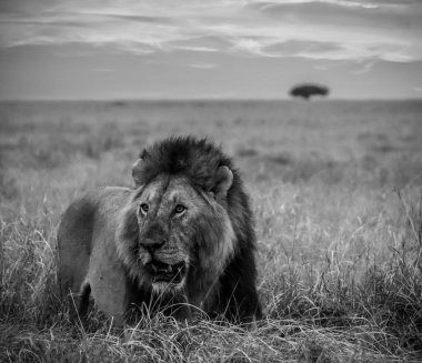 Güneş batarken bozkırın yüksek otlarında yürüyen görkemli bir aslan. Arka planda yalnız bir ağaç var.