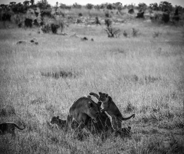 Dişi aslan, Afrika savanasının uzun otlarında yavrularıyla oynuyor. Aile bağlarının tadını çıkarıyor.