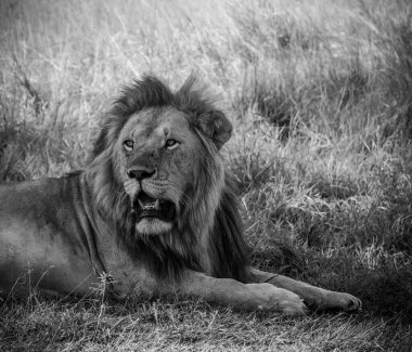 Görkemli aslan, geniş Afrika savanındaki yemyeşil çimlerin üzerinde huzur içinde dinleniyor. Doğanın vahşi güzelliğini somutlaştırıyor.