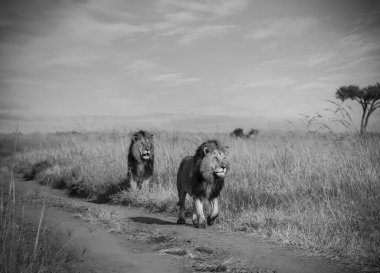 Bir çift Afrika aslanı güneşli bir günde bozkırdaki uzun otların yanında toprak bir yolda geziniyor.