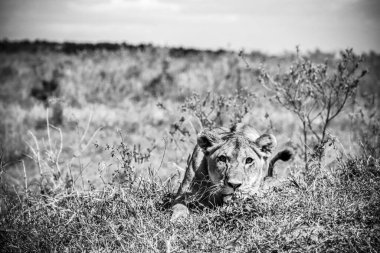 Genç dişi aslan, Afrika, Kenya 'nın yüksek ovalarında huzur içinde dinleniyor ve doğal ortamında vahşi yaşamın özünü yakalıyor.