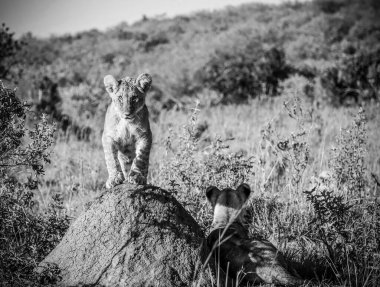 Afrika savanasında termit tepeciğinde oynayan aslan yavruları doğal ortamlarının tadını çıkarıyorlar.